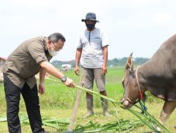 Bupati Dodi Reza Pastikan Hewan Kurban di Muba Sehat