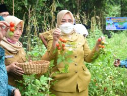 Panen Tomat di Kebun PKK, Bupati Mura Ajak Manfaatkan Perkarangan Rumah