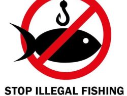 Opinion Ilegal Fishing dan Dampak Yang Ditimbulkan