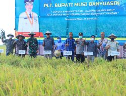 Plt Bupati Beni Panen Raya Padi dan Tanam IP 200 Sawah Pasang Surut
