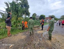 Sempat Ganggu Lalin, BPBD Muba Evakuasi Pohon Tumbang