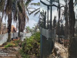 Diduga Kebal Hukum: Pemilik Sumur Minyak Ilegal di HGU PT Hindoli Amir dan Ruswan, Kembali Beroperasi Pasca Kebakaran