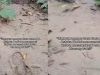 Tragedi Lingkungan di Muba: Diduga Lumpur Batubara PT Astaka Dodol Cemari Kebun Warga Macang Sakti
