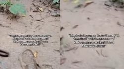 Tragedi Lingkungan di Muba: Diduga Lumpur Batubara PT Astaka Dodol Cemari Kebun Warga Macang Sakti