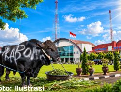 ​Ada Apa dengan Sapi Kurban Bantuan Presiden di Muba? Kesra Setda Memilih Diam